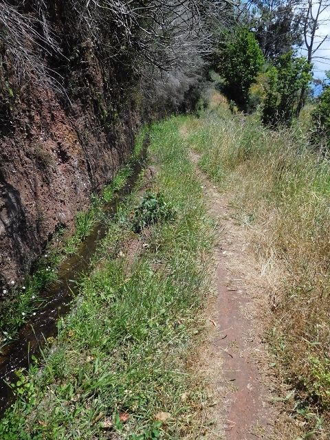 25 June 2016 Levada dos Tornos — On the levada that branches off to Pico de Gaula — photo 4