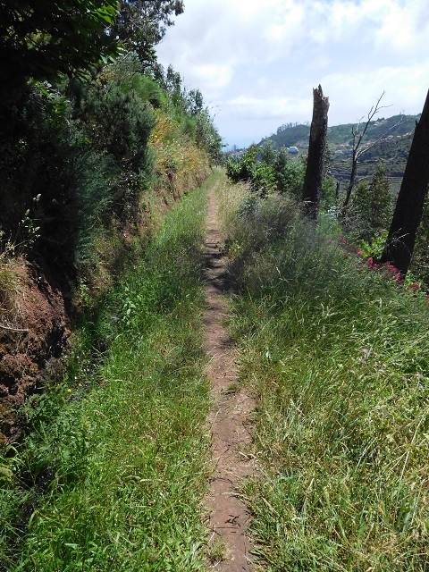 25 June 2016 Levada dos Tornos — On the levada that branches off to Pico de Gaula — photo 5