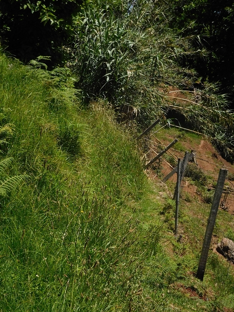 25 June 2016 Levada dos Tornos — On the levada that branches off to Pico de Gaula — photo 11