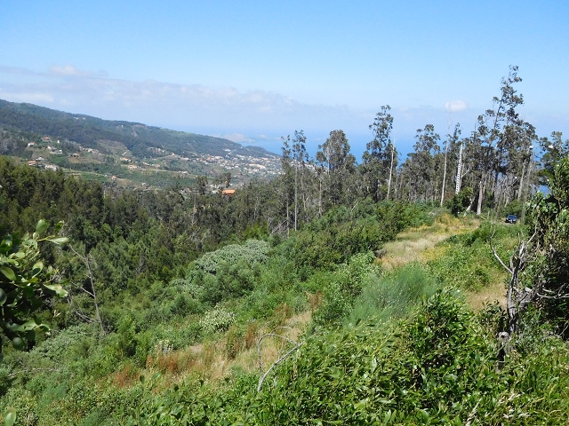 25 June 2016 Levada dos Tornos — Along the Levada do Pico das Eiroses and back to the starting point — photo 12