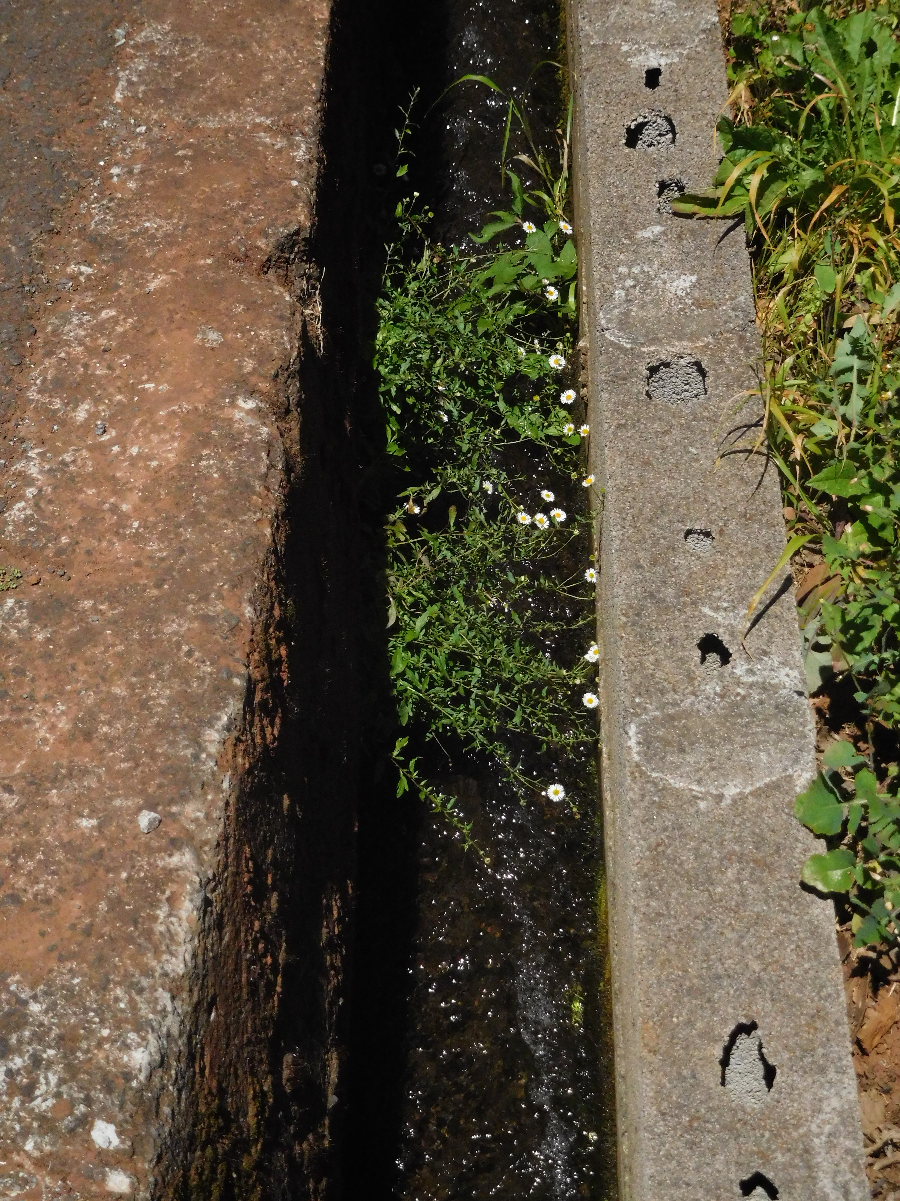25 June 2016 Levada dos Tornos — Along the Levada do Pico das Eiroses and back to the starting point — photo 3