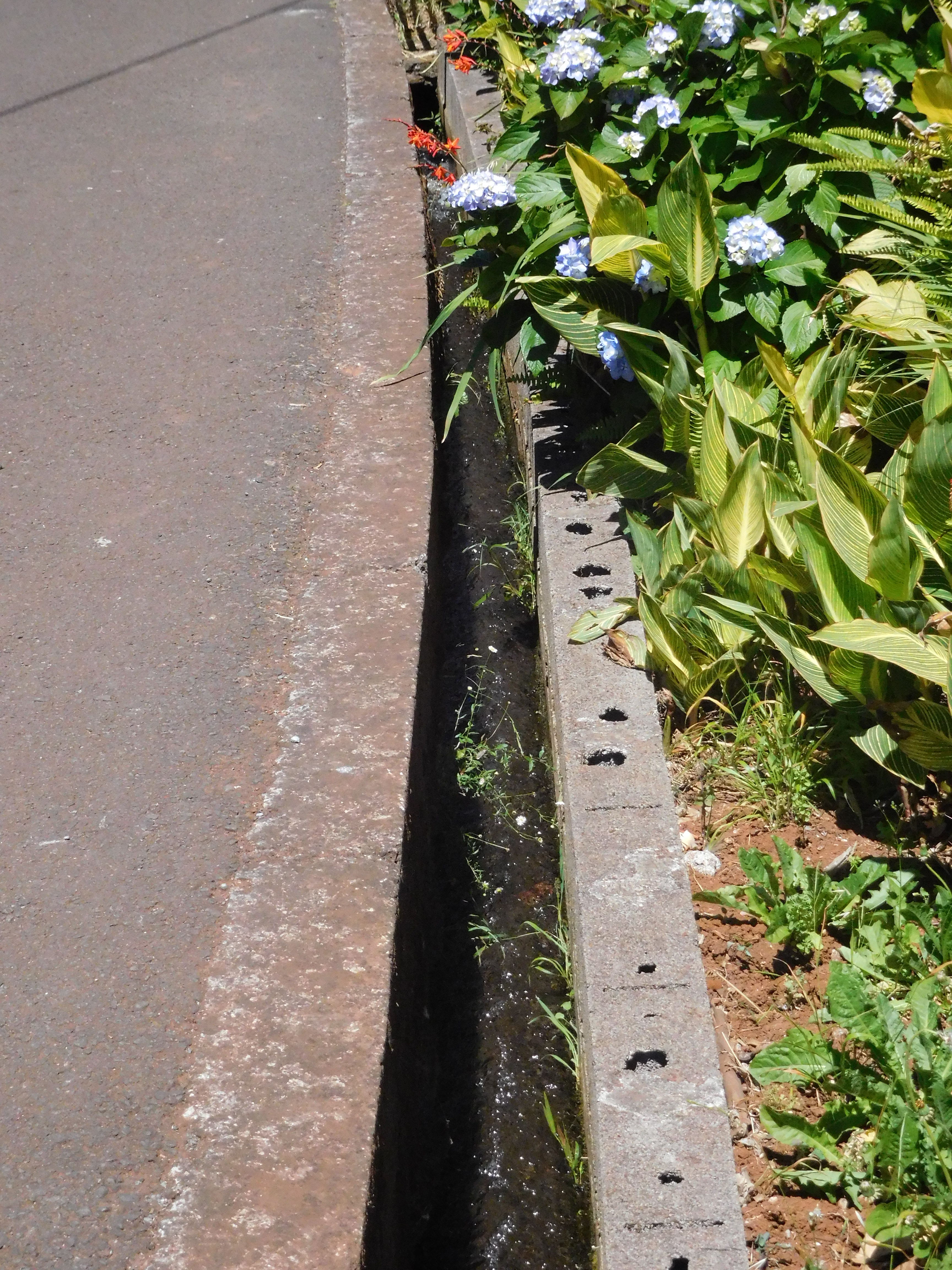 25 June 2016 Levada dos Tornos — Along the Levada do Pico das Eiroses and back to the starting point — photo 4