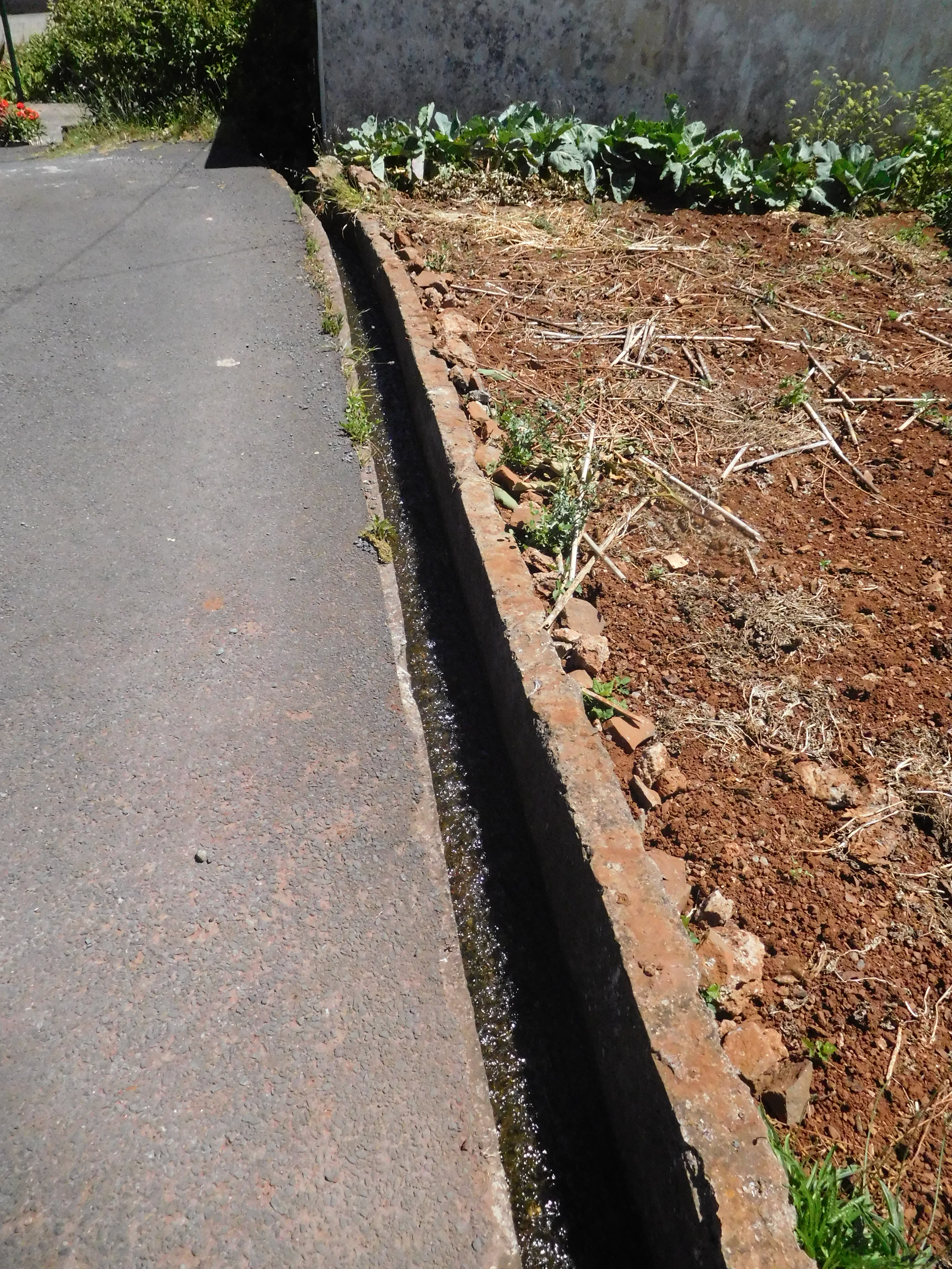 25 June 2016 Levada dos Tornos — Along the Levada do Pico das Eiroses and back to the starting point — photo 7