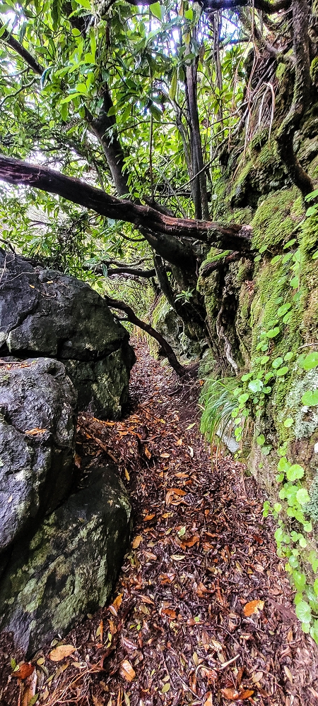Levada Velha dos Cedros — Secção 2: A seguir com toda a concentração — foto 1