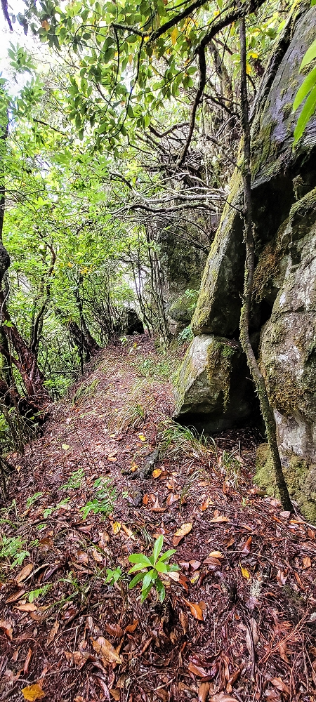 Levada Velha dos Cedros — Secção 2: A seguir com toda a concentração — foto 2