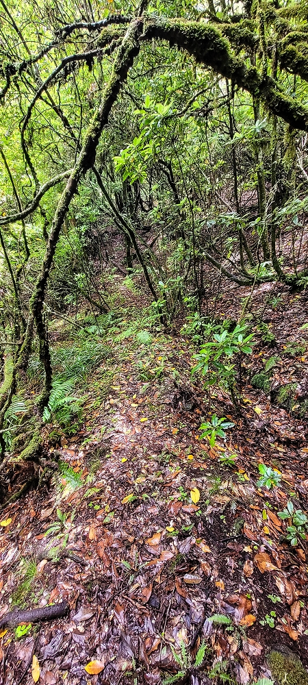 Levada Velha dos Cedros — Secção 2: A seguir com toda a concentração — foto 3
