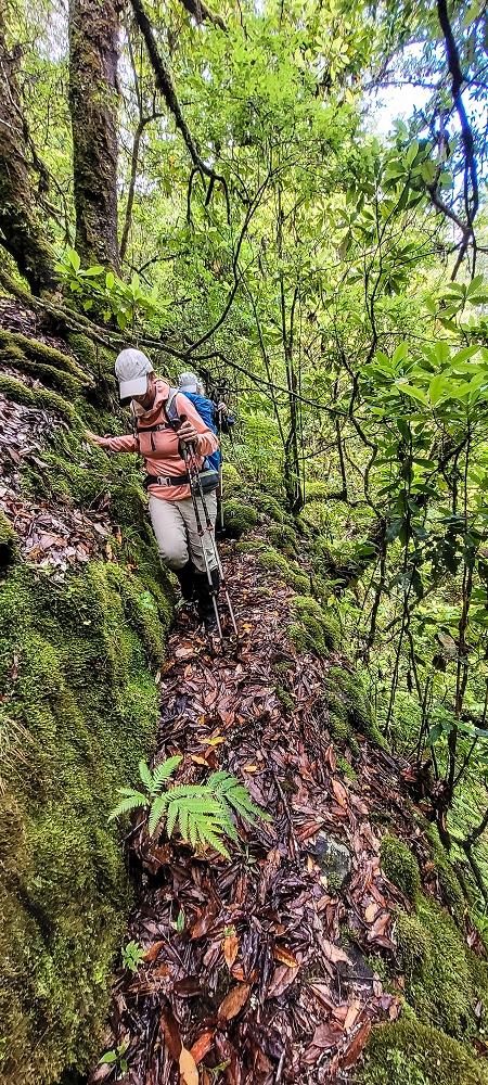 Levada Velha dos Cedros — Secção 2: A seguir com toda a concentração — foto 4