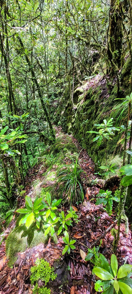 Levada Velha dos Cedros — Secção 2: A seguir com toda a concentração — foto 5