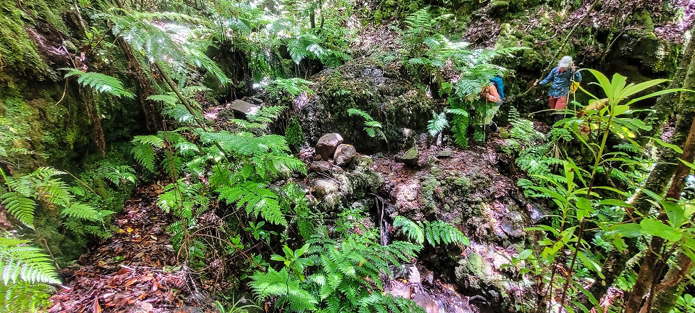 Levada Velha dos Cedros — Secção 2: A seguir com toda a concentração — foto 6