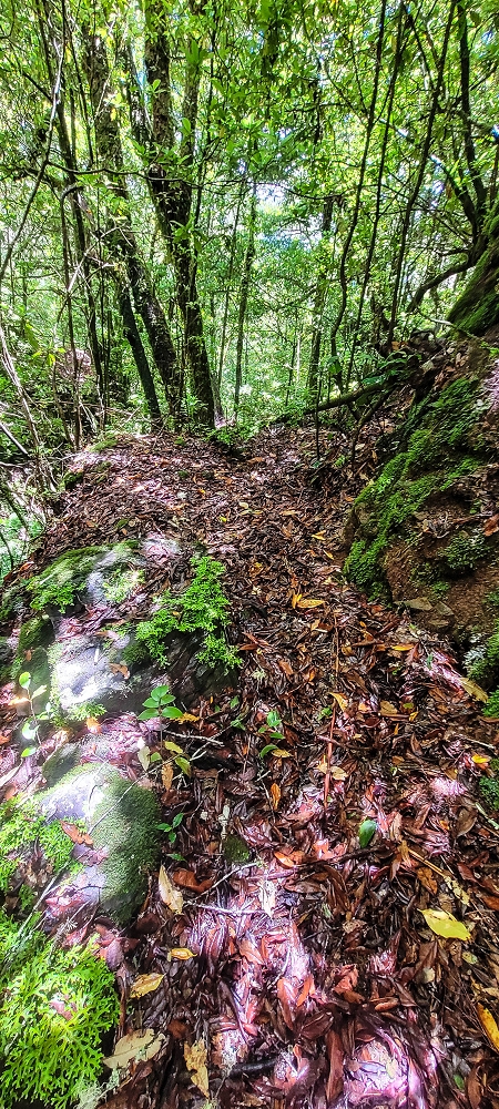 Levada Velha dos Cedros — Secção 2: A seguir com toda a concentração — foto 7