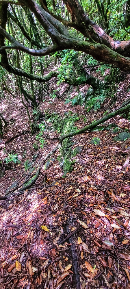 Levada Velha dos Cedros — Secção 2: A seguir com toda a concentração — foto 8