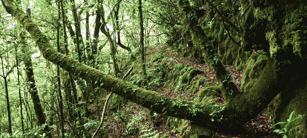 Levada Velha dos Cedros — Secção 2: A seguir com toda a concentração — foto 9