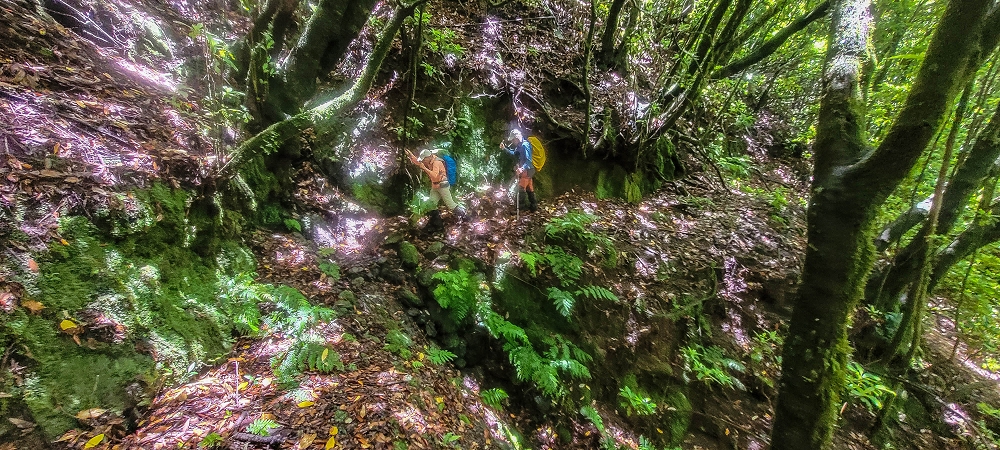 Levada Velha dos Cedros — Secção 2: A seguir com toda a concentração — foto 10