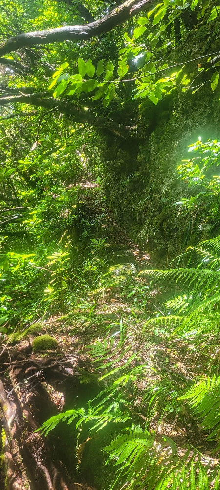 Levada Velha dos Cedros — Secção 2: A seguir com toda a concentração — foto 11