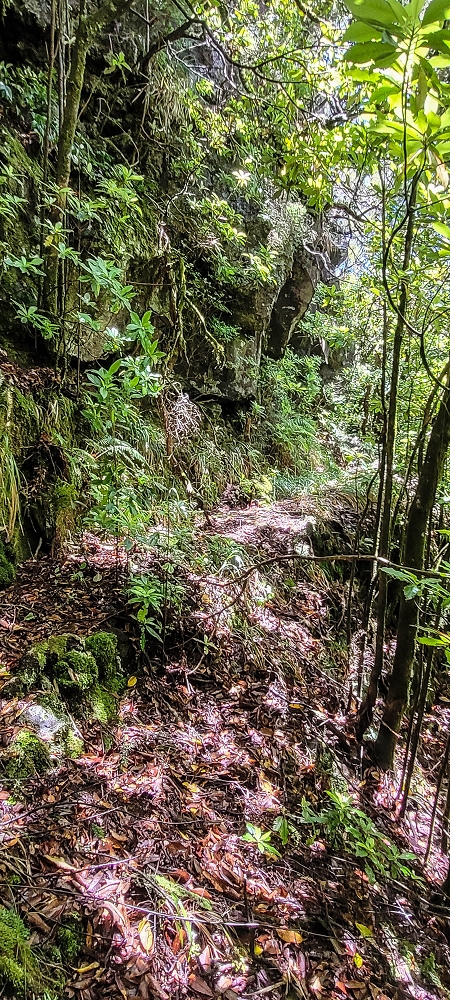 Levada Velha dos Cedros — Secção 2: A seguir com toda a concentração — foto 13
