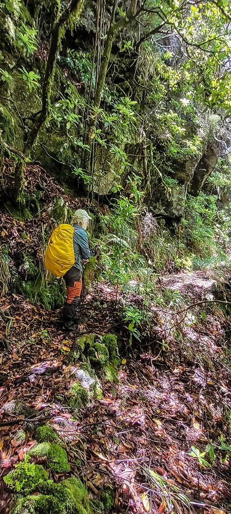 Levada Velha dos Cedros — Secção 2: A seguir com toda a concentração — foto 14