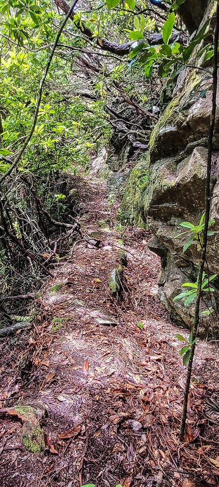 Levada Velha dos Cedros — Secção 2: A seguir com toda a concentração — foto 15