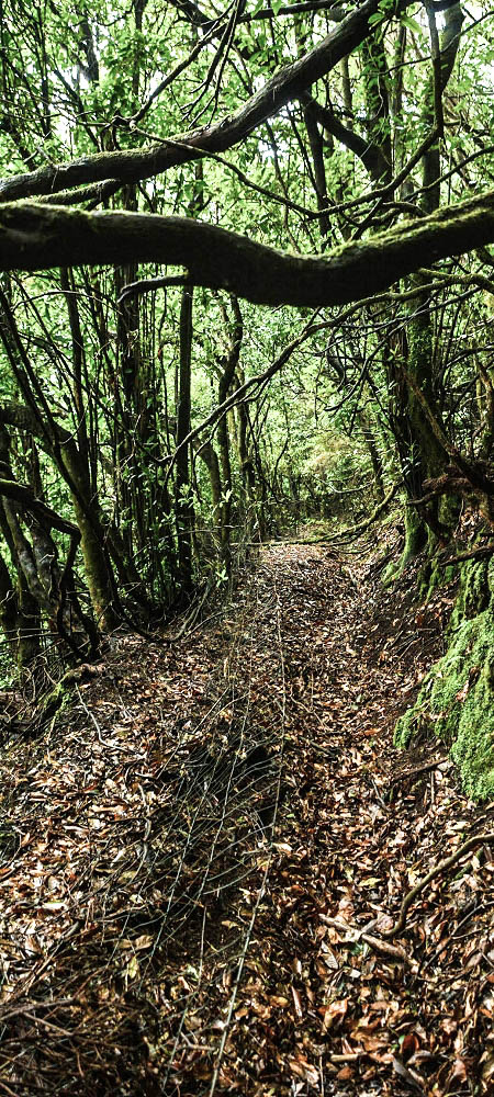 Levada Velha dos Cedros — Secção 2: A seguir com toda a concentração — foto 16