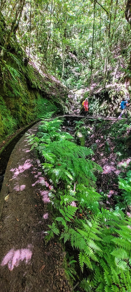 25.06.2022 Abenteuerliche Levada Velha dos Cedros — Zurück in der 'Zivilisation': Levada dos Cedros — Foto 2