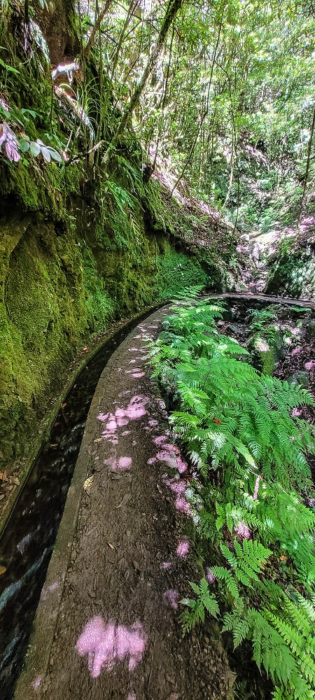 25.06.2022 Abenteuerliche Levada Velha dos Cedros — Zurück in der 'Zivilisation': Levada dos Cedros — Foto 3