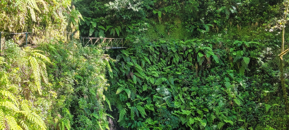 25.06.2022 Abenteuerliche Levada Velha dos Cedros — Zurück in der 'Zivilisation': Levada dos Cedros — Foto 11