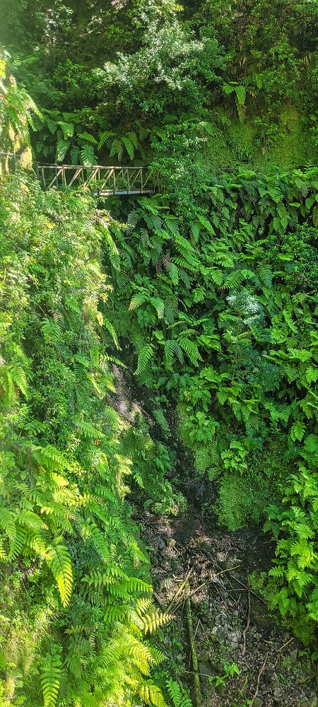 25.06.2022 Abenteuerliche Levada Velha dos Cedros — Zurück in der 'Zivilisation': Levada dos Cedros — Foto 12
