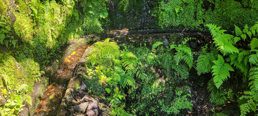 25.06.2022 Abenteuerliche Levada Velha dos Cedros — Zurück in der 'Zivilisation': Levada dos Cedros — Foto 13
