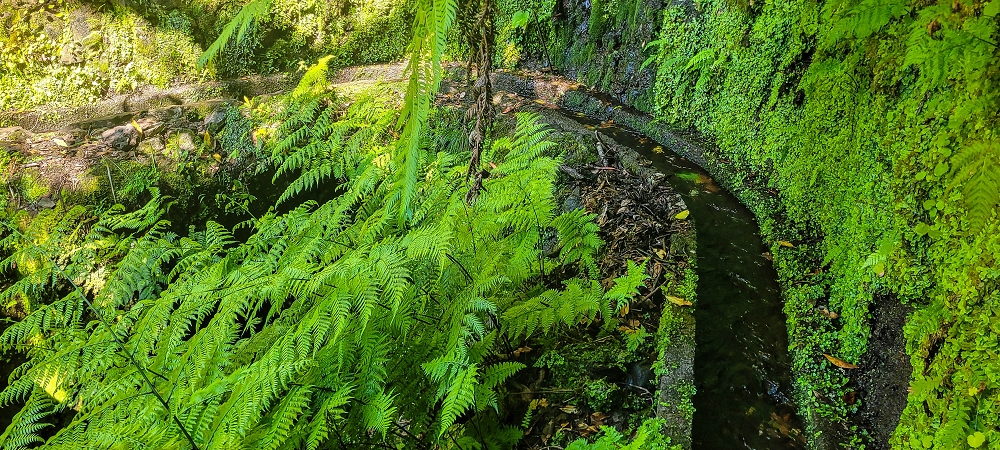 25.06.2022 Abenteuerliche Levada Velha dos Cedros — Zurück in der 'Zivilisation': Levada dos Cedros — Foto 14