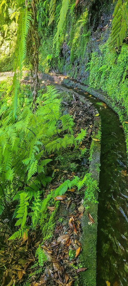 25.06.2022 Abenteuerliche Levada Velha dos Cedros — Zurück in der 'Zivilisation': Levada dos Cedros — Foto 15