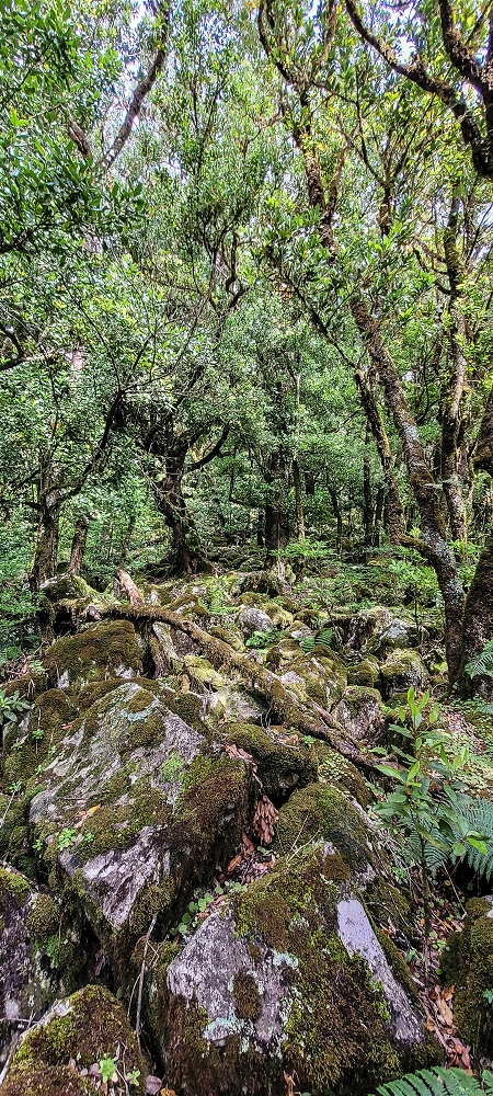 25.06.2022 Abenteuerliche Levada Velha dos Cedros — Alternativer Aufstiegsweg — Foto 1