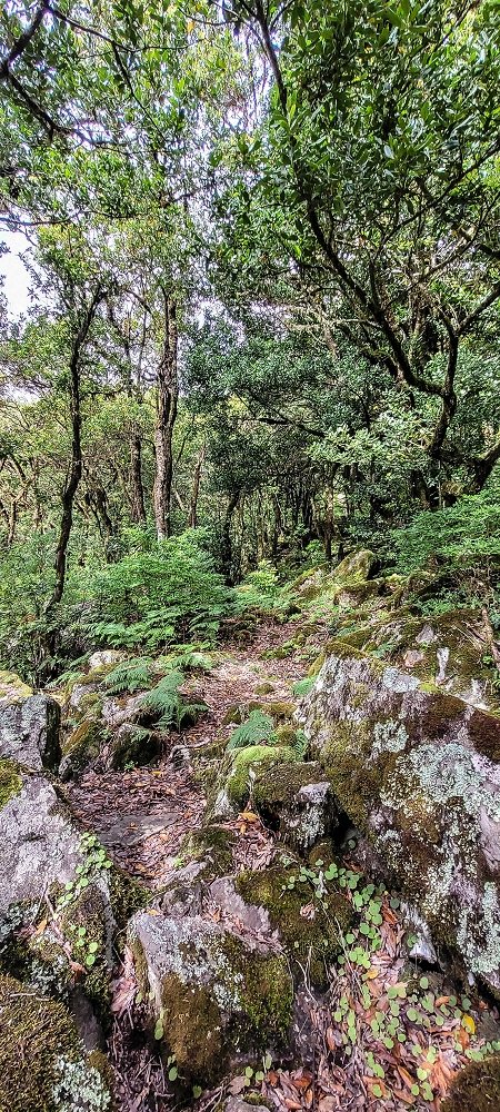 25.06.2022 Abenteuerliche Levada Velha dos Cedros — Alternativer Aufstiegsweg — Foto 3