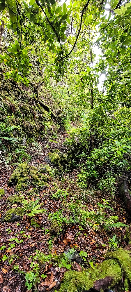 25.06.2022 Abenteuerliche Levada Velha dos Cedros — Vom Abstiegsweg zur Madre: Bis zum noch aktiven Oberlauf — Foto 2
