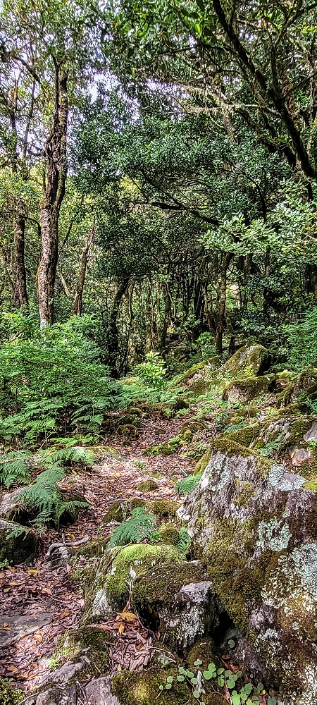 25.06.2022 Abenteuerliche Levada Velha dos Cedros — Alternativer Aufstiegsweg — Foto 4
