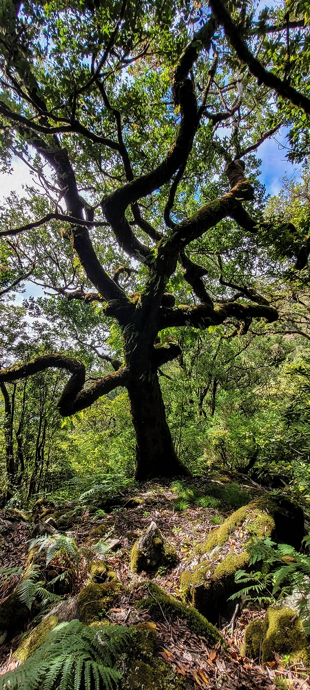 25.06.2022 Abenteuerliche Levada Velha dos Cedros — Alternativer Aufstiegsweg — Foto 5