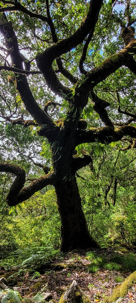 25.06.2022 Abenteuerliche Levada Velha dos Cedros — Alternativer Aufstiegsweg — Foto 6