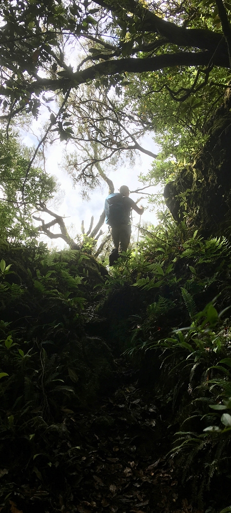 25.06.2022 Abenteuerliche Levada Velha dos Cedros — Alternativer Aufstiegsweg — Foto 7