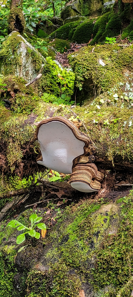 25.06.2022 Abenteuerliche Levada Velha dos Cedros — Alternativer Aufstiegsweg — Foto 8