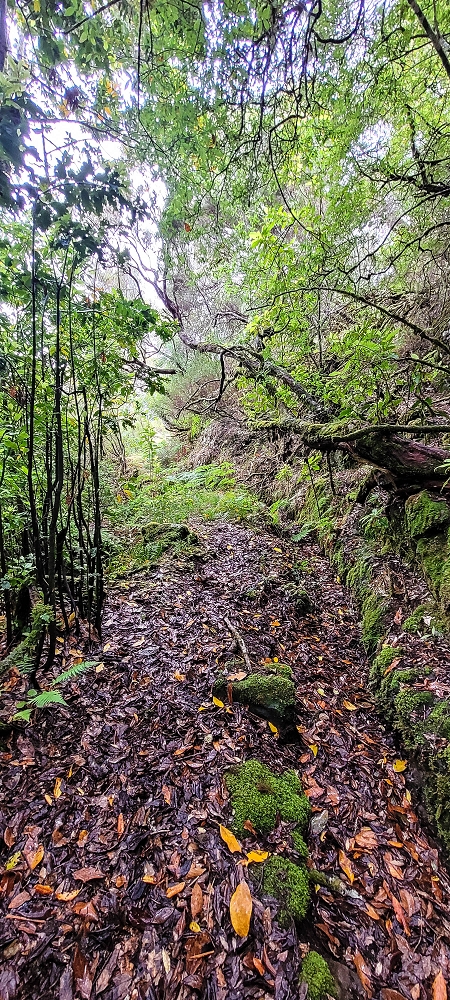 25.06.2022 Abenteuerliche Levada Velha dos Cedros — Vom Abstiegsweg zur Madre: Bis zum noch aktiven Oberlauf — Foto 3