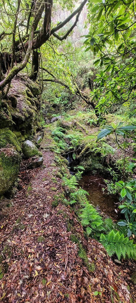 25.06.2022 Abenteuerliche Levada Velha dos Cedros — Vom Abstiegsweg zur Madre: Bis zum noch aktiven Oberlauf — Foto 4