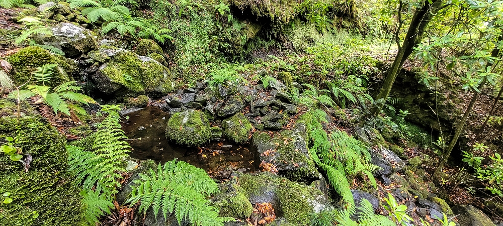 25.06.2022 Abenteuerliche Levada Velha dos Cedros — Vom Abstiegsweg zur Madre: Bis zum noch aktiven Oberlauf — Foto 5