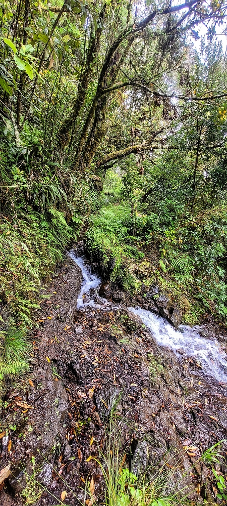 Levada Velha dos Cedros — Secção 1: A primeira derivação — foto 1