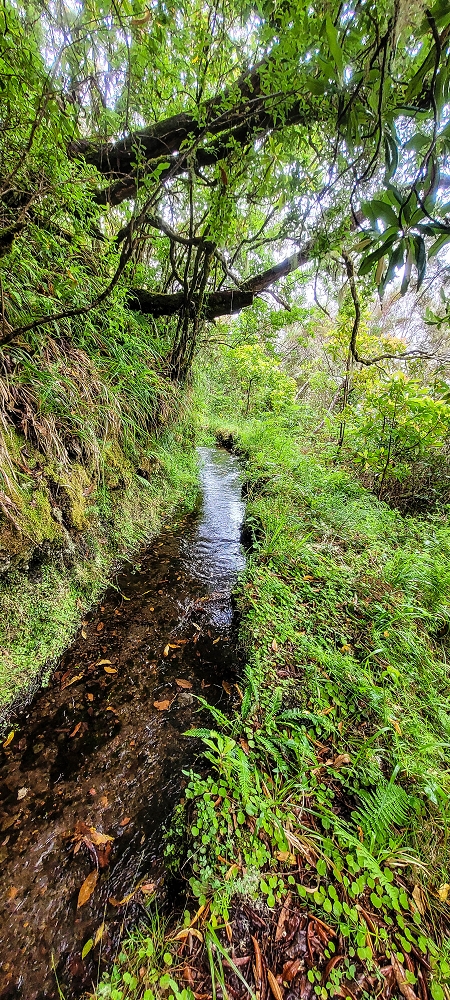 25.06.2022 Abenteuerliche Levada Velha dos Cedros — Vom Abstiegsweg zur Madre: Bis zur Madre — Foto 2
