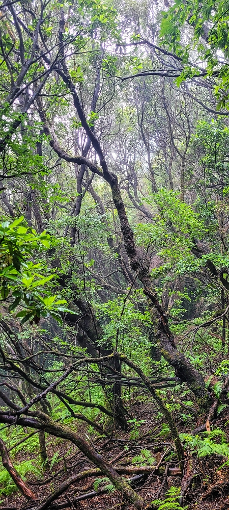25.06.2022 Abenteuerliche Levada Velha dos Cedros — Vom Abstiegsweg zur Madre: Eindrückliche alte Levadaspuren — Foto 2