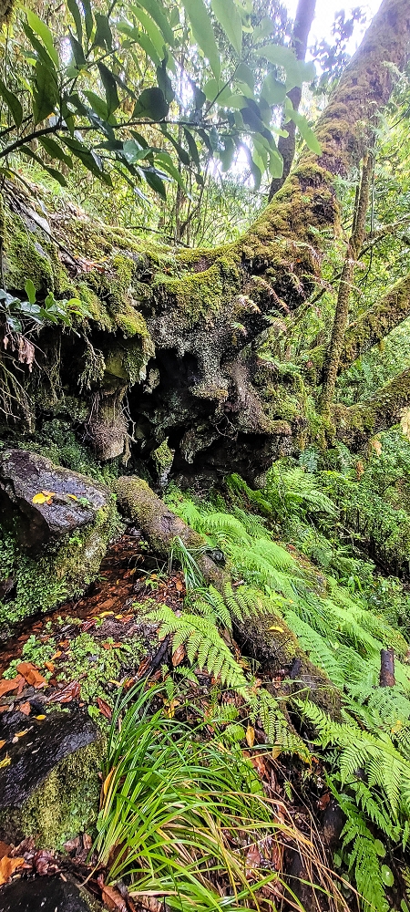 25.06.2022 Abenteuerliche Levada Velha dos Cedros — Vom Abstiegsweg zur Madre: Bis zur Madre — Foto 3
