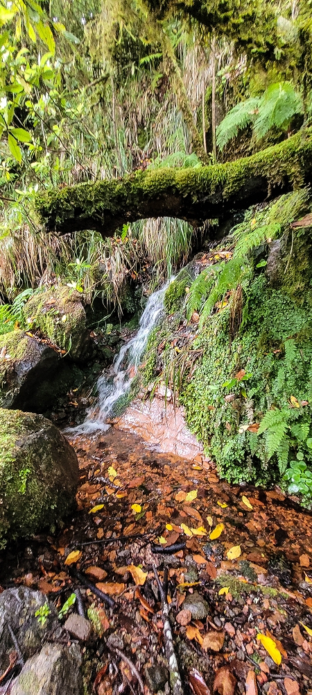 25.06.2022 Abenteuerliche Levada Velha dos Cedros — Vom Abstiegsweg zur Madre: Bis zur Madre — Foto 4
