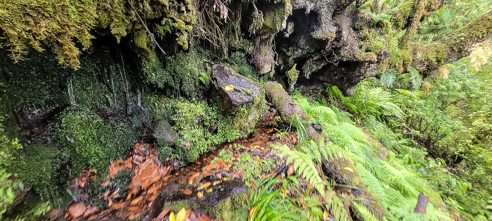 25.06.2022 Abenteuerliche Levada Velha dos Cedros — Vom Abstiegsweg zur Madre: Bis zur Madre — Foto 5