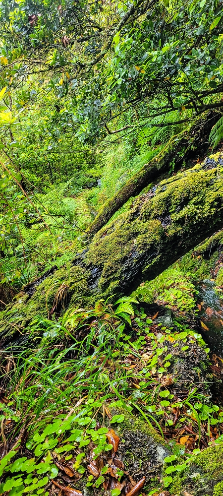 25.06.2022 Abenteuerliche Levada Velha dos Cedros — Vom Abstiegsweg zur Madre: Bis zur Madre — Foto 6