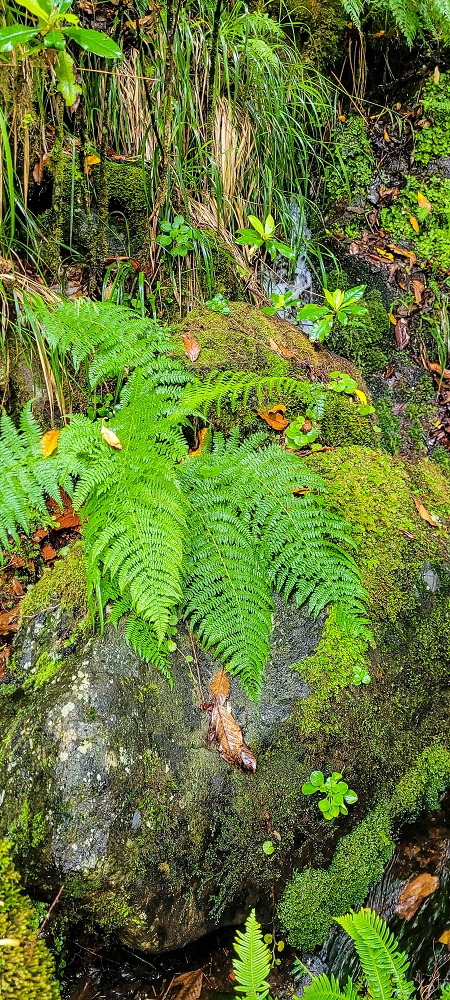 25.06.2022 Abenteuerliche Levada Velha dos Cedros — Vom Abstiegsweg zur Madre: Bis zur Madre — Foto 7