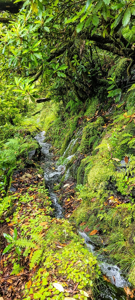 25.06.2022 Abenteuerliche Levada Velha dos Cedros — Vom Abstiegsweg zur Madre: Bis zur Madre — Foto 8