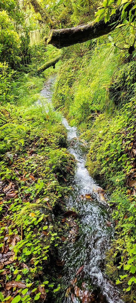 25.06.2022 Abenteuerliche Levada Velha dos Cedros — Vom Abstiegsweg zur Madre: Bis zur Madre — Foto 9
